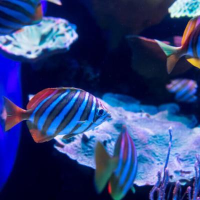 aquarium of western australia fish
