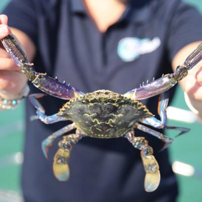 mandurah cruises crab
