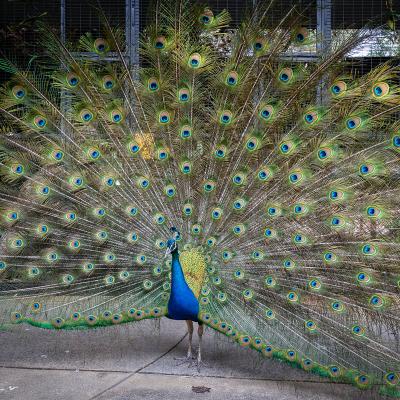 red zoo peacock steve banks photography