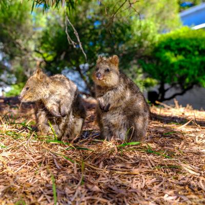 Quokkas Rotnest Island Tourism West Australia 117010 3