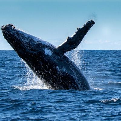 rottnest fast ferries whale