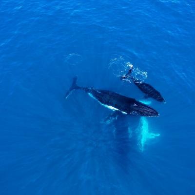 rottnest fast ferries whales