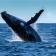 rottnest fast ferries whale