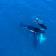 rottnest fast ferries whales